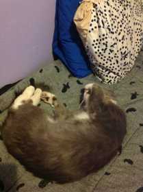 Lost Cat