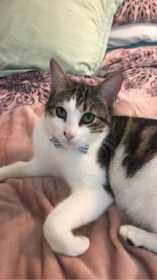 Lost Cat