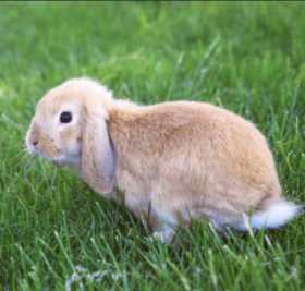 Lost Rabbit