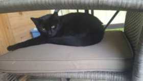 Lost Cat