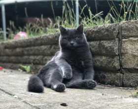 Lost Cat