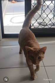 Lost Cat