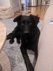 Lost Dog