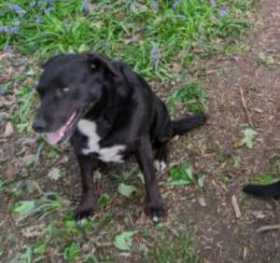 Lost Dog