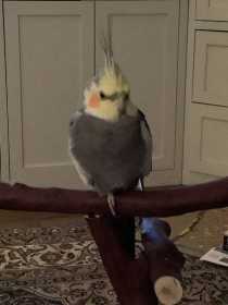 Lost Cockatiel