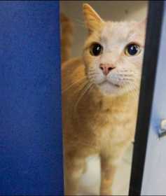 Lost Cat