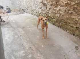 Lost Dog