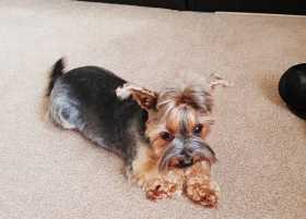 Lost Dog