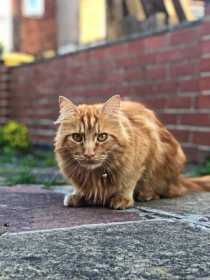 Lost Cat