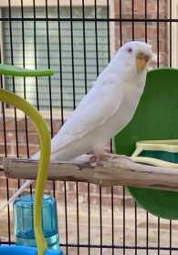 Lost Budgerigar