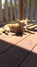 Lost Dog
