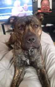 Lost Dog