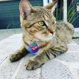 Lost Cat