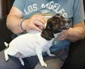 Lost Dog
