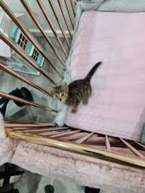 Lost Cat