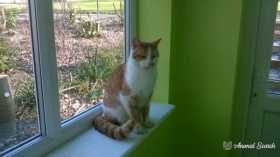 Lost Cat