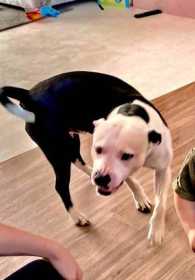 Lost Dog