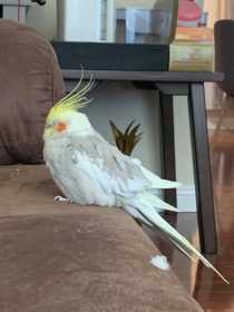 Lost Cockatiel