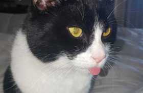 Lost Cat