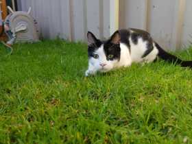 Lost Cat