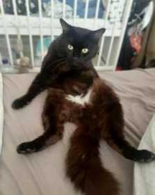 Lost Cat