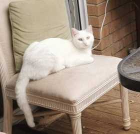 Lost Cat