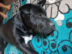 Lost Dog