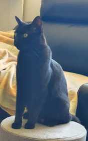 Lost Cat
