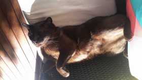 Lost Cat