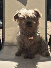 Lost Dog