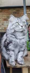 Lost Cat