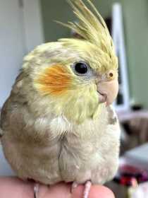 Lost Cockatiel