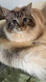Lost Cat