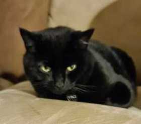 Lost Cat