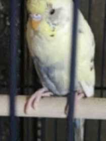 Lost Parakeet