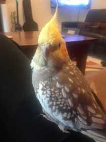 Lost Cockatiel