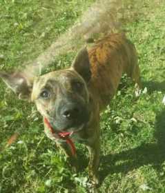 Lost Dog