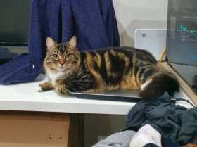 Lost Cat