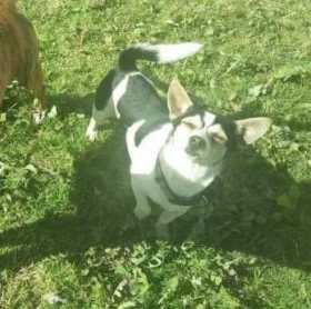 Lost Dog