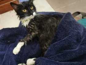 Lost Cat