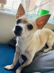 Lost Dog