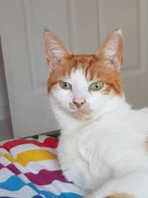 Lost Cat