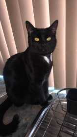 Lost Cat