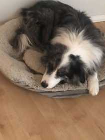 Lost Dog