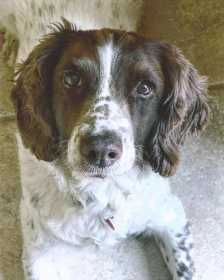 Lost Dog