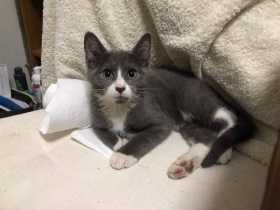 Lost Cat