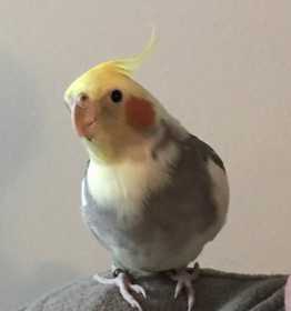 Lost Cockatiel