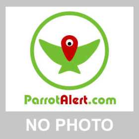 Lost Nanday / Black-Hooded Parakeet