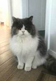 Lost Cat