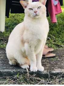 Lost Cat